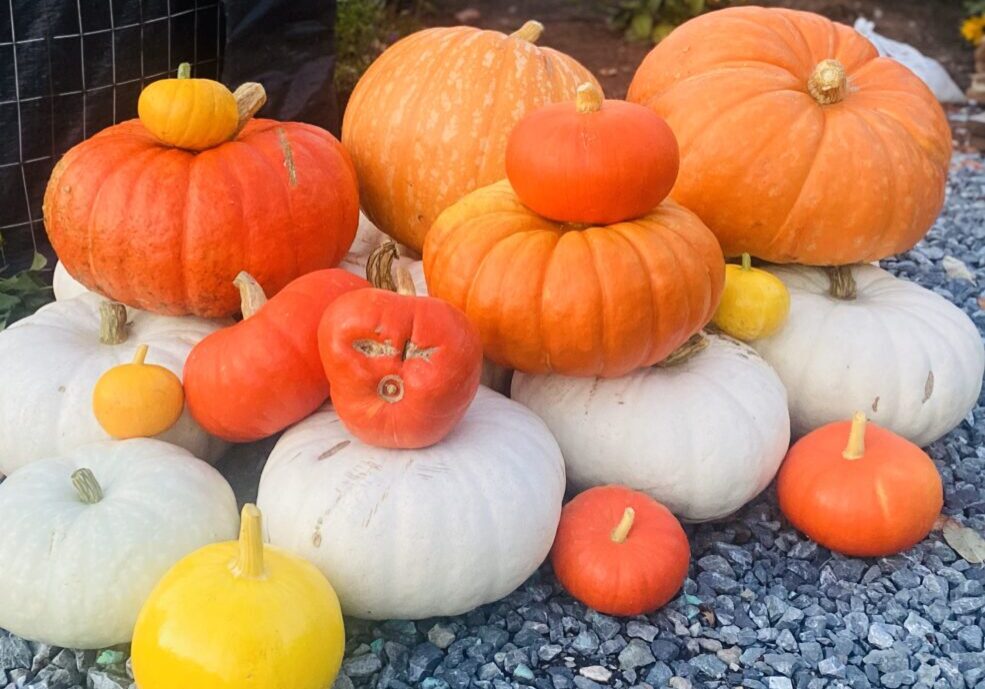 Pumpkins on residential street in Seattle
